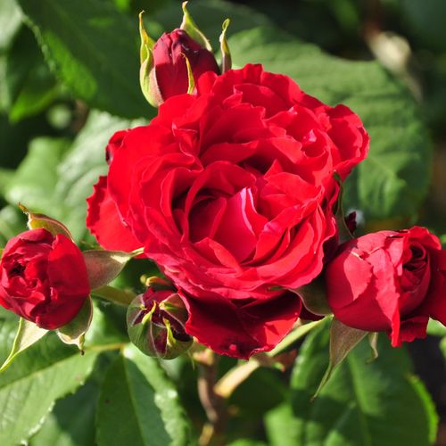 Rosa Florentina ® - rojo - Árbol de Rosas Floribunda - rosal de pie alto- froma de corona llorona